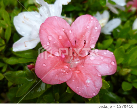 ピンクと白のサツキ 1570410