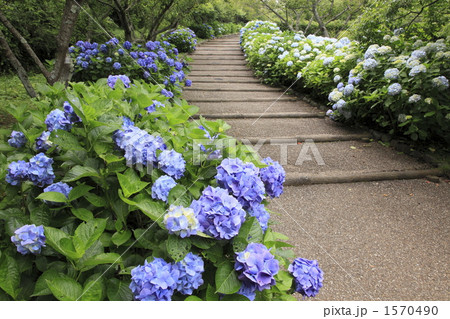 岩本山公園の紫陽花 1570490