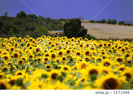 スペイン・アンダルシア セビージャ近郊のヒマワリ畑 スペイン・アンダルシア セビージャ近郊のヒマワリ畑 1571066