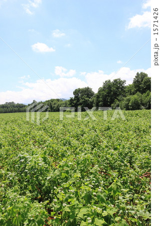 蕎麦畑 蕎麦畑 1571426