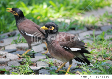 カバイロハッカ（インドハッカ）　タイ王国　 1571439