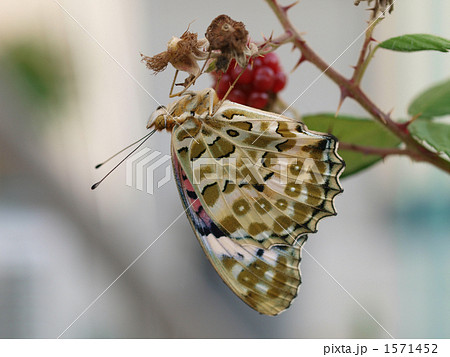 ツマグロヒョウモン(♀) ツマグロヒョウモン(♀) 1571452