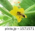 1571571