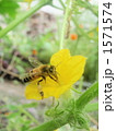 1571574