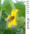 1571575