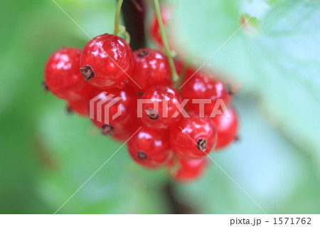 アカスグリ 1571762