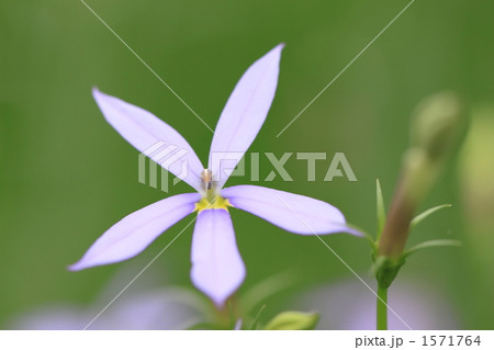 イソトマ 1571764