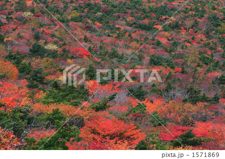 安達太良山の紅葉 1571869