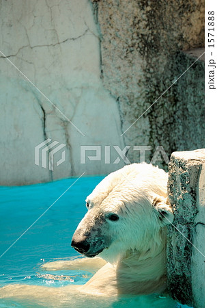 maruyama．zoo 1571888