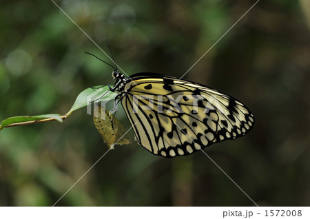 オオゴマダラ04 オオゴマダラ04 1572008