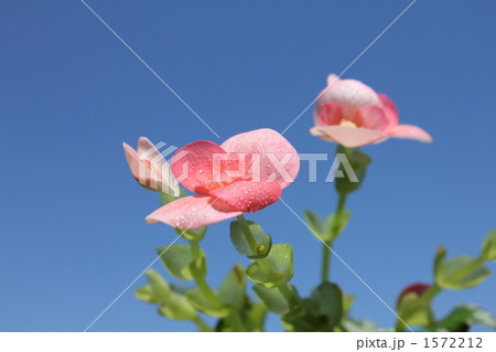 ベゴニアの花と青空 1572212