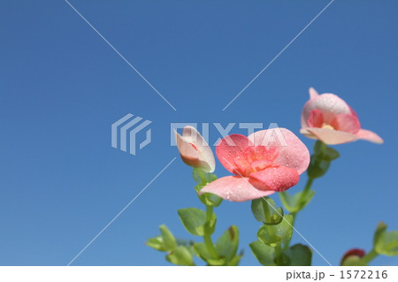 ベゴニアの花と青空 1572216