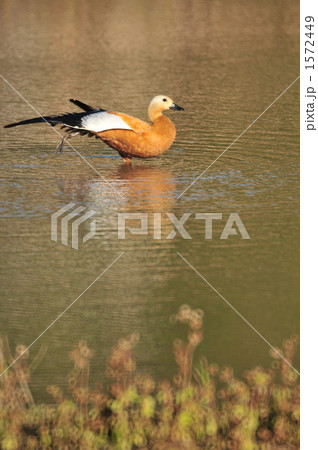 アカツクシガモ 1572449