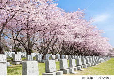 桜が満開の公園墓地 1572501