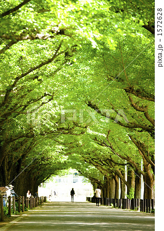 神宮外苑の銀杏並木 神宮外苑の銀杏並木 1572628