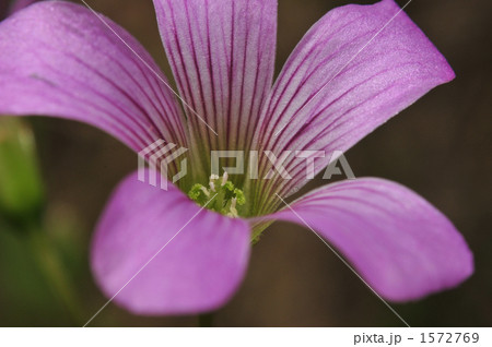 ムラサキカタバミ01 ムラサキカタバミ01 1572769