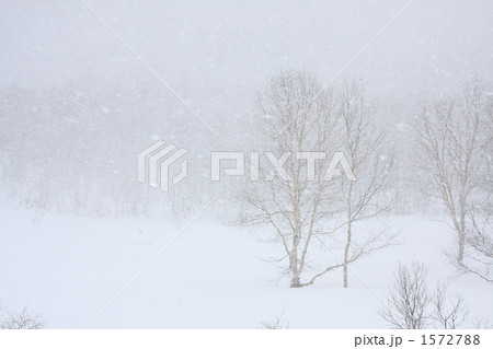 木立の雪景色 1572788