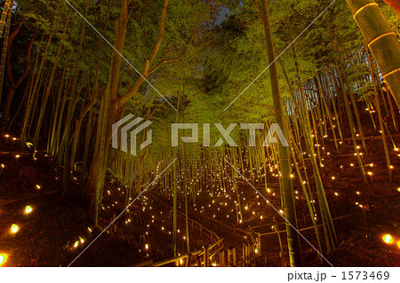 小机城址市民の森竹灯籠まつり 1573469