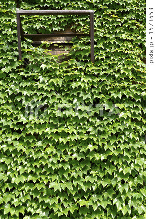 ツタの絡まるレトロなビル ツタの絡まるレトロなビル 1573653