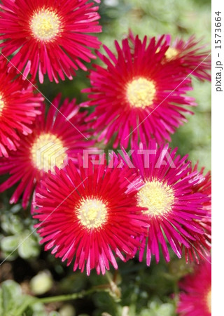 マツバギク 1573664