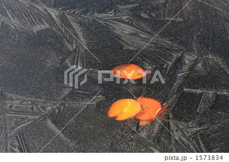 凍る池溏 1573834