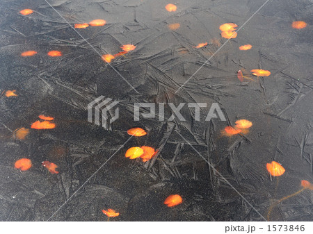 凍る池溏 1573846