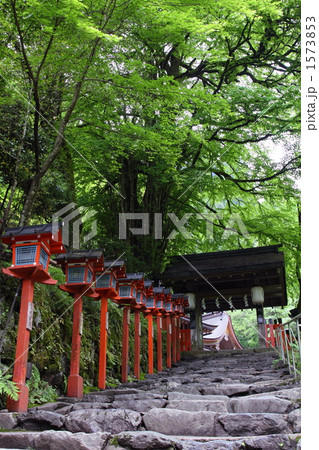 新緑の貴船神社・燈篭とご神木の桂 1573853