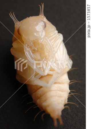 セミの幼虫 セミの幼虫 1573857
