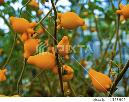 キツネの顔したツノナス 1573905