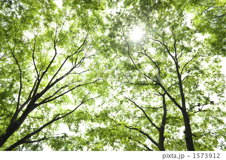 新緑のケヤキ林 1573912