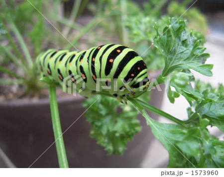 キアゲハ 1573960