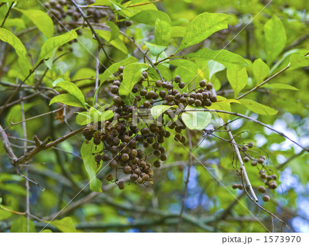 染料植物 ヘナ 染料植物 ヘナ 1573970