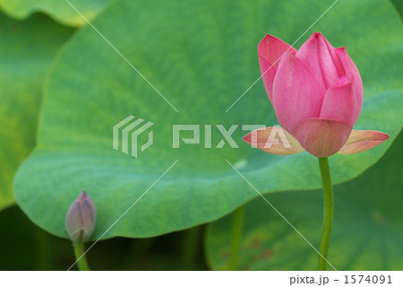 夏の風物詩・蓮の花 夏の風物詩・蓮の花 1574091