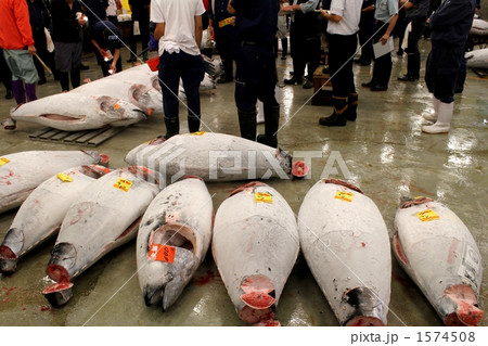 築地競り会場とマグロ 1574508