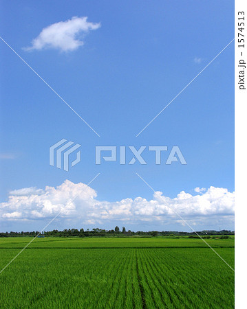 水田風景 水田風景 1574513