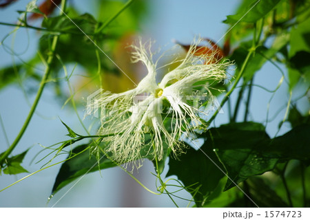 カラスウリの花 カラスウリの花 1574723