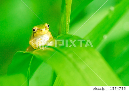 アマガエル 1574756