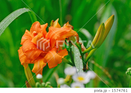 ヤブカンゾウ 1574761