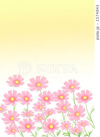 秋の夕日とコスモス 1574943