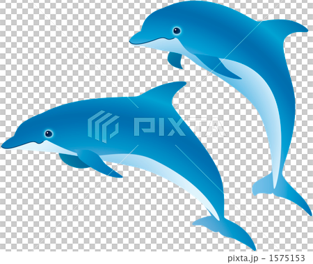 2頭のイルカ 2頭のイルカ 1575153
