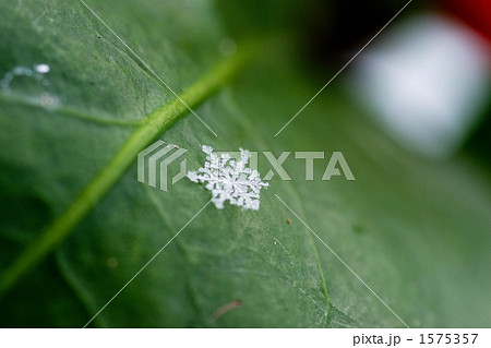 緑の葉の上の雪の結晶 1575357