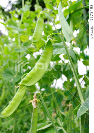 さやえんどう 1575498