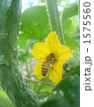 1575560