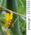 1575563