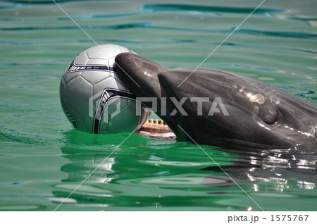 Beauty dolphins around the soccer ball Stock Photo by ©drgaga 6367803