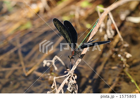 羽黒蜻蛉　～ハグロトンボ～ 1575805