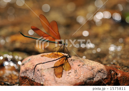 清流とミヤマカワトンボ 清流とミヤマカワトンボ 1575811