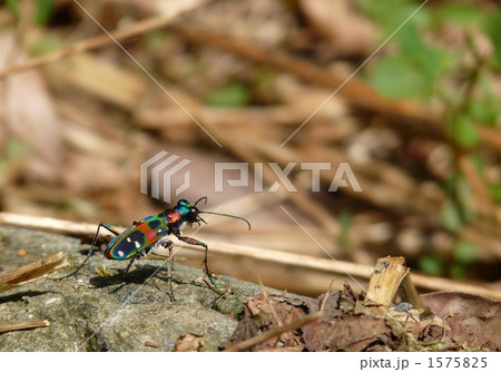 道教え　～ハンミョウ～ 1575825