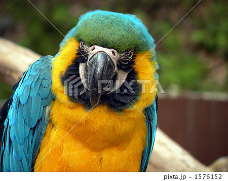 オウムの表情の写真素材