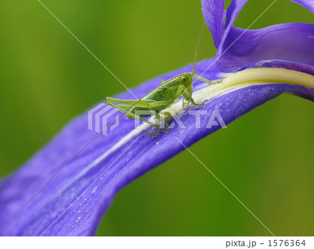 アヤメに止まったヤブキリの子供 1576364